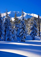 Deschutes National Forest Oregon USA